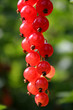 red currant