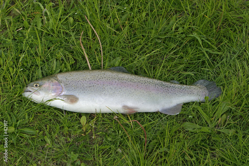 forel forel
