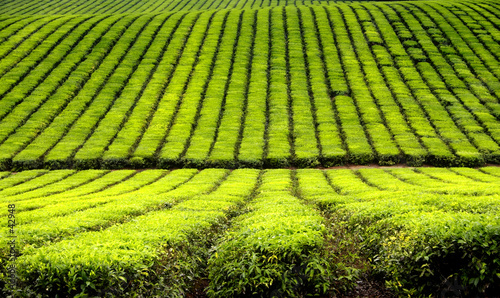 tea plantation