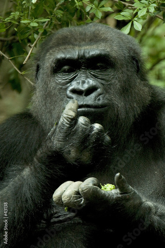 gorilla