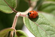 coccinelle coccinelle