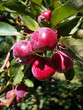 crab apples