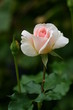 rose 4 rose 4