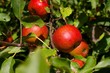 pommes rouges