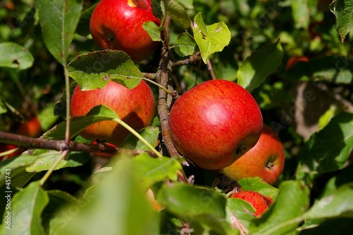 pommes rouges