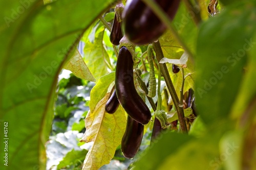 rang d'aubergines