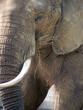 elephant 4