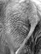 elephant 7