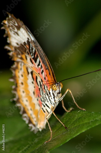 portrait de cethosia biblis portrait de cethosia biblis