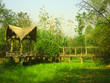thai jungle