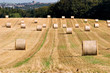 harvest harvest