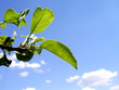 Photo: summer tree leaf summer tree leaf