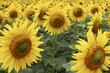 field of sunflowers