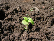 Photo: small green plant small green plant