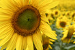 sunflowers half way through lifecycle