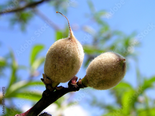 Photo: growing peaches growing peaches
