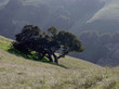 old oak tree