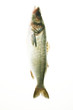 fish on white