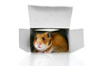 inside the box 2