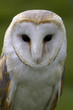 barn owl