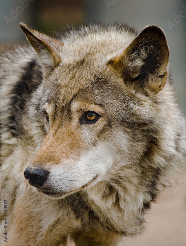 steppe wolf