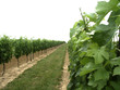 vignes