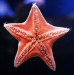 starfish