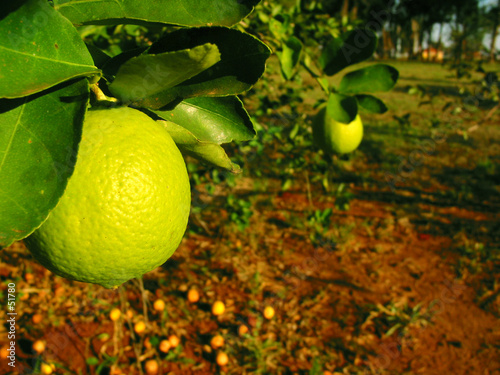 lemon