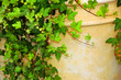 Photo: hanging ivy hanging ivy