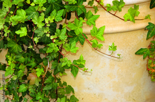 Photo: hanging ivy hanging ivy
