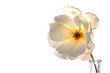 white rose