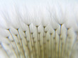 dandy against white sky