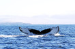 humpback whale tail humpback whale tail
