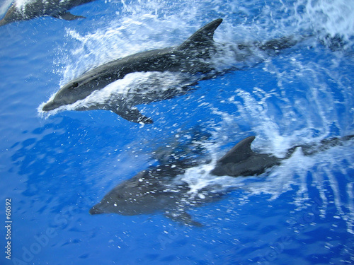 dauphins dauphins
