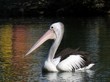 pelican