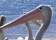 pelican