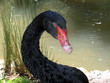 sitting duck