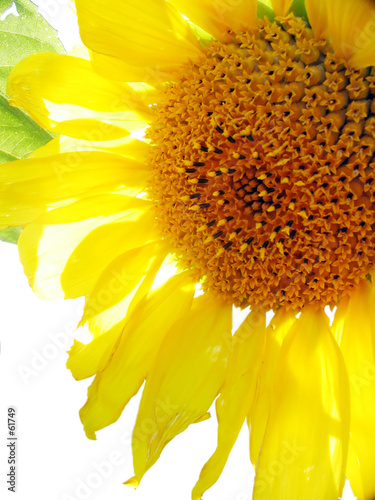 Foto: sunflower sunflower