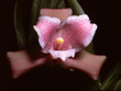 lycaste candida