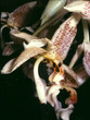 stanhopea oculata