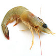 prawn