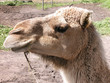 camel head camel head
