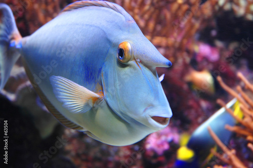 marine fish