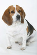 good dog #1