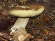 cèpe