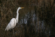egret in marshland