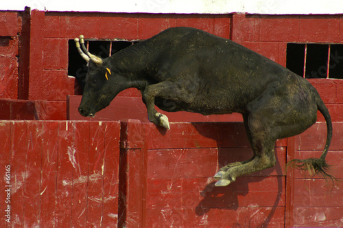 course de taureau