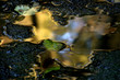 golden reflections