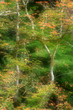 autumn, big creek