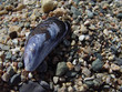 Musscle